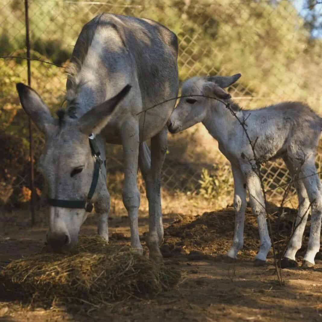 Καταφύγιο Γαϊδουριών στη Σκιάθο: Φροντίζοντας τους Ήρωες της Άγριας Ζωής που Λησμονήσαμε