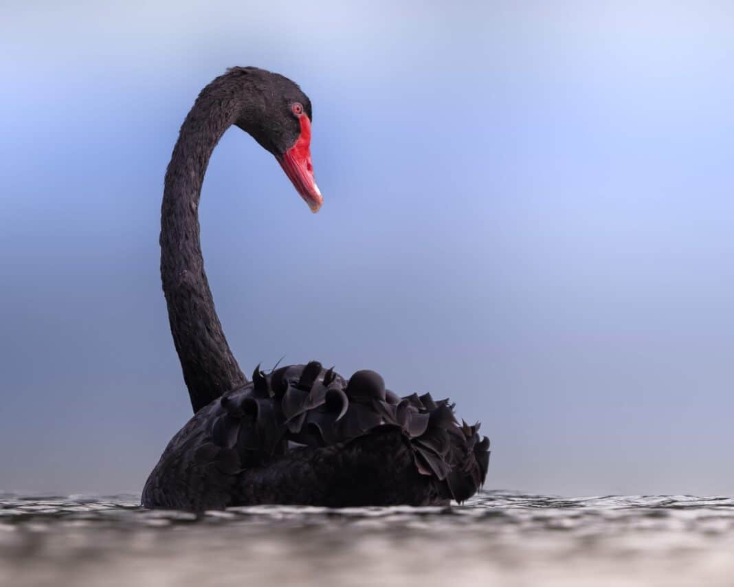 Ο πιο φωτογραφημένος «κάτοικος» της Σκιάθου ξανά μπροστά στον φακό — Ο Μαύρος Κύκνος