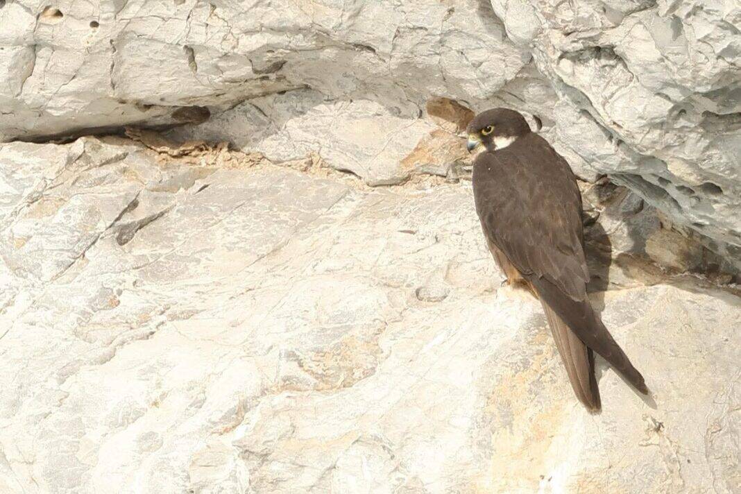 Ο σπάνιος Μαυροπετρίτης στο Κάστρο της Σκιάθου