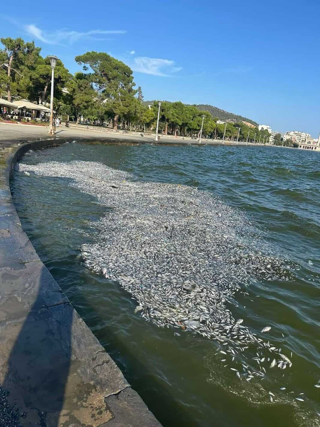 Χορηγείται η κρατική ενίσχυση στους αλιείς λόγω των νεκρών ψαριών