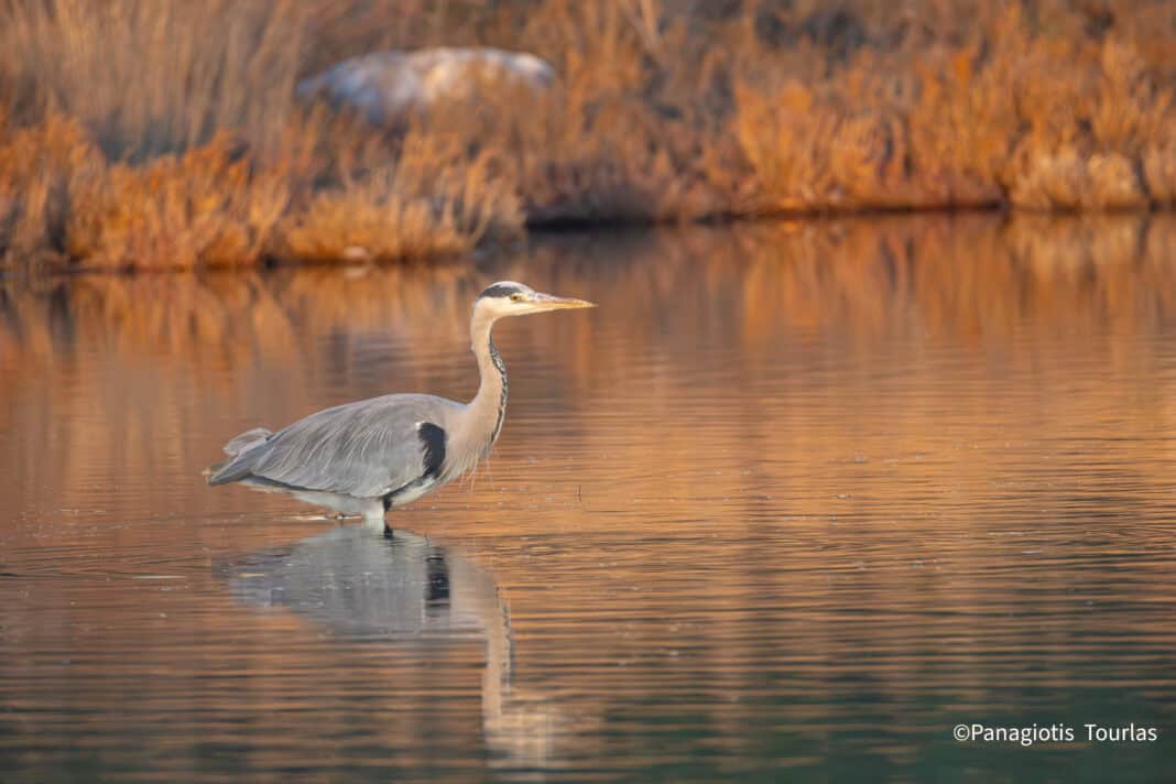 Ο Σταχτοτσικνιάς της Σκιάθου