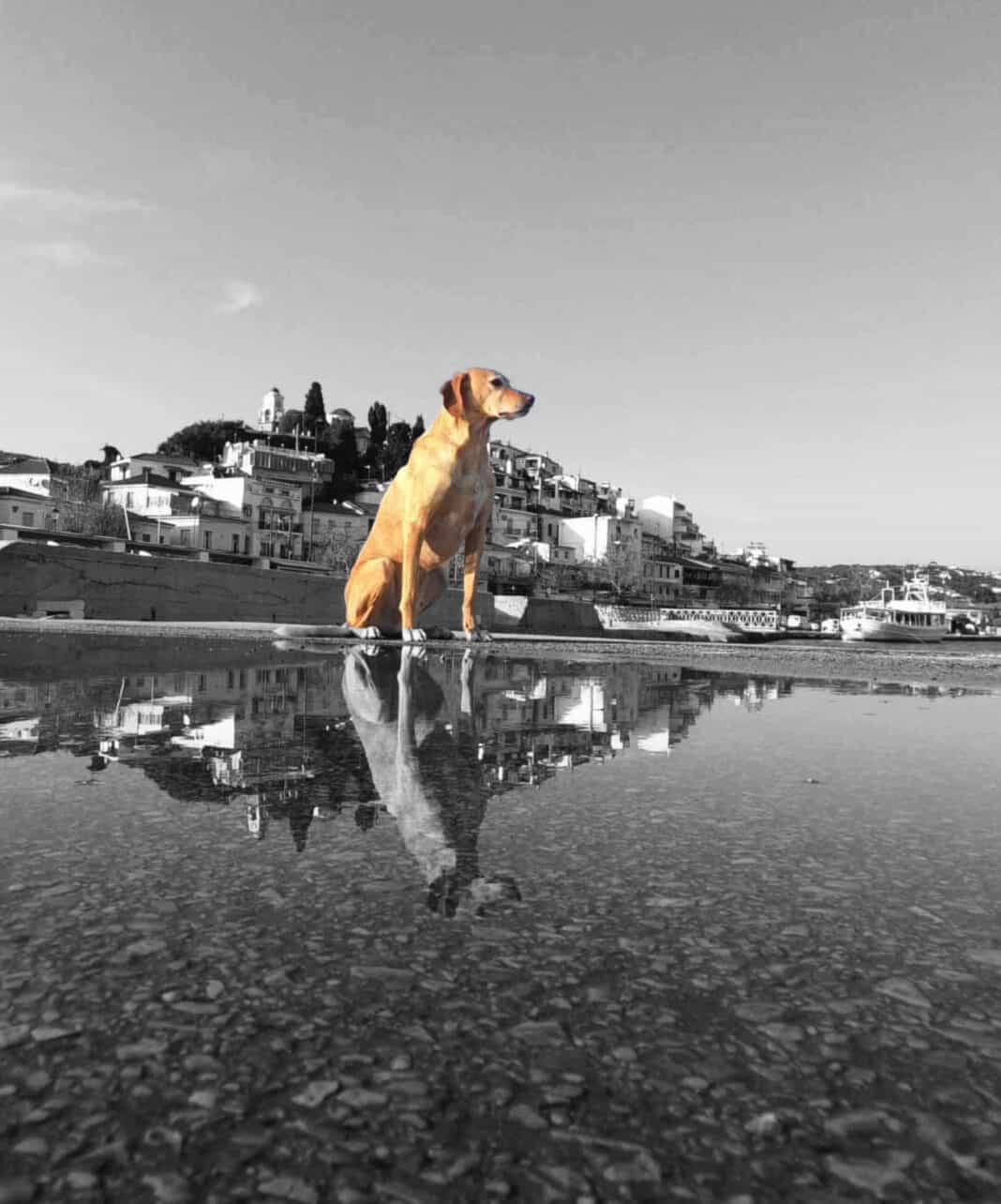 Ό σκύλος τοῦ Σταμάτη τοῦ Ἀλεξανδράκη