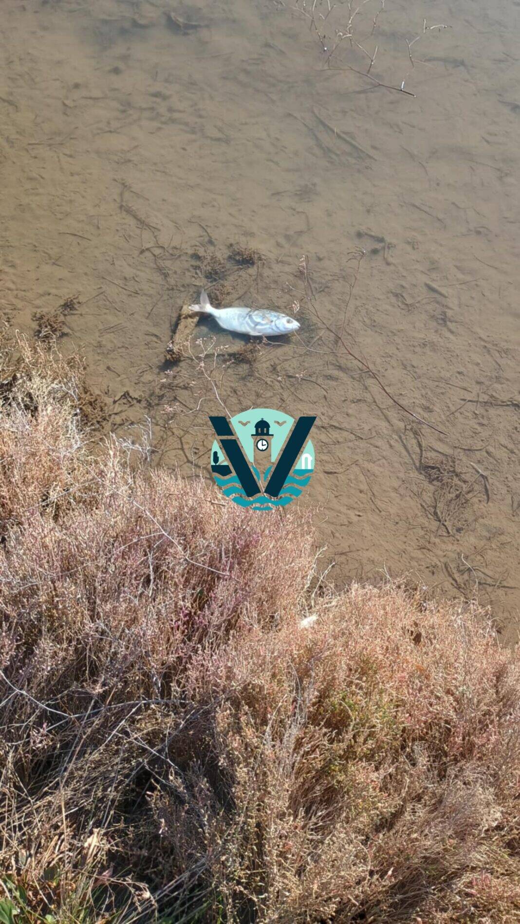 Ψόφια ψάρια στη λίμνη του Αη Γιώργη