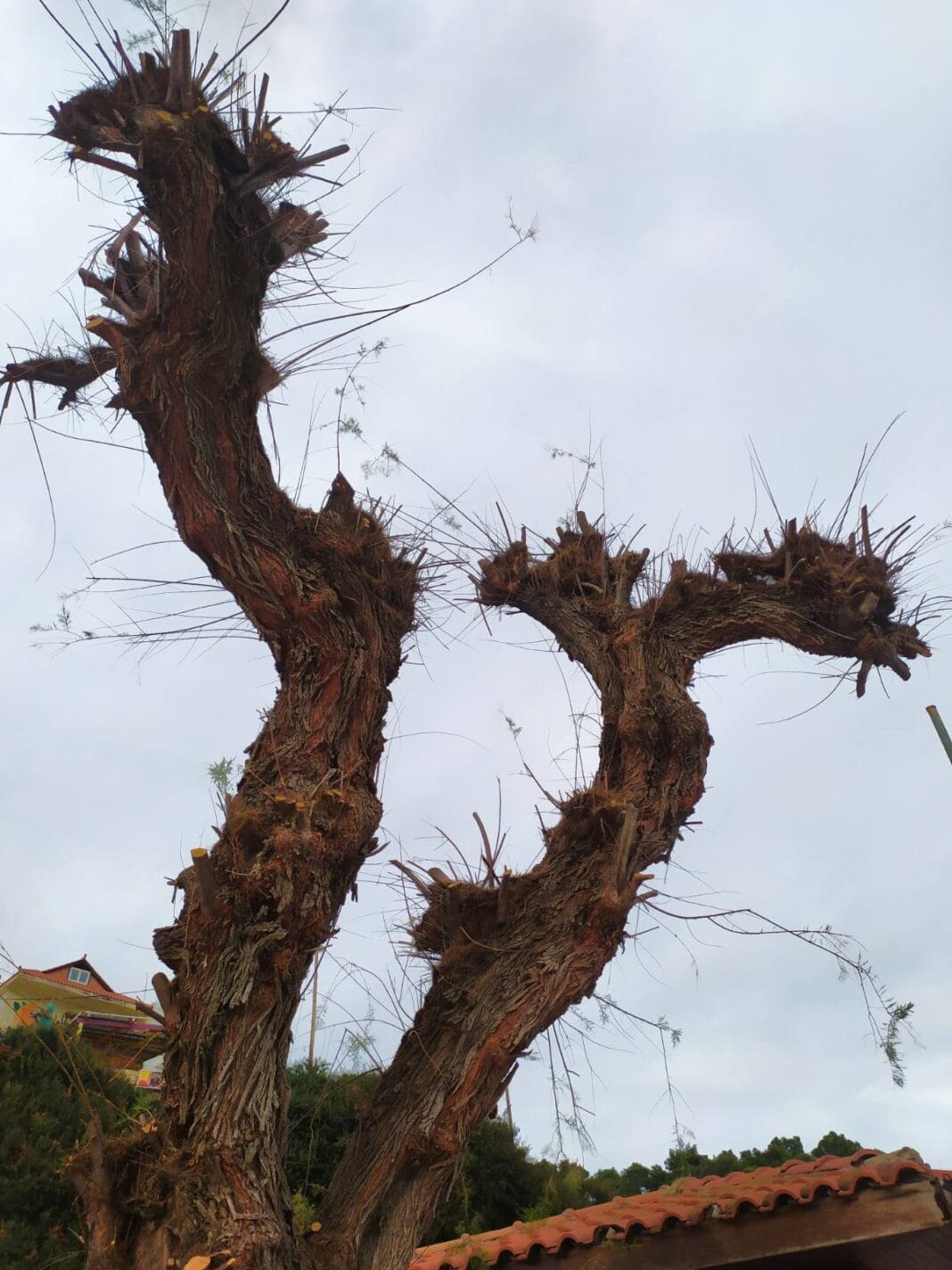 Ερωτήματα για το «κλάδεμα – κατακρεούργηση» δέντρων στο λιμάνι Πατητηρίου Αλοννήσου Ερωτήματα για το «κλάδεμα – κατακρεούργηση» δέντρων στο λιμάνι Πατητηρίου Αλοννήσου