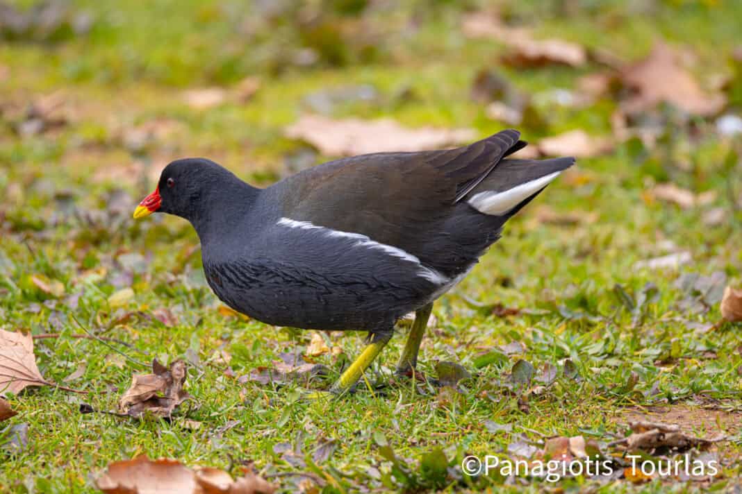 Νερόκοτα (Gallinula chloropus): Υδρόβιο Πουλί που Ζει και στη Σκιάθο Νερόκοτα (Gallinula chloropus): Υδρόβιο Πουλί που Ζει και στη Σκιάθο