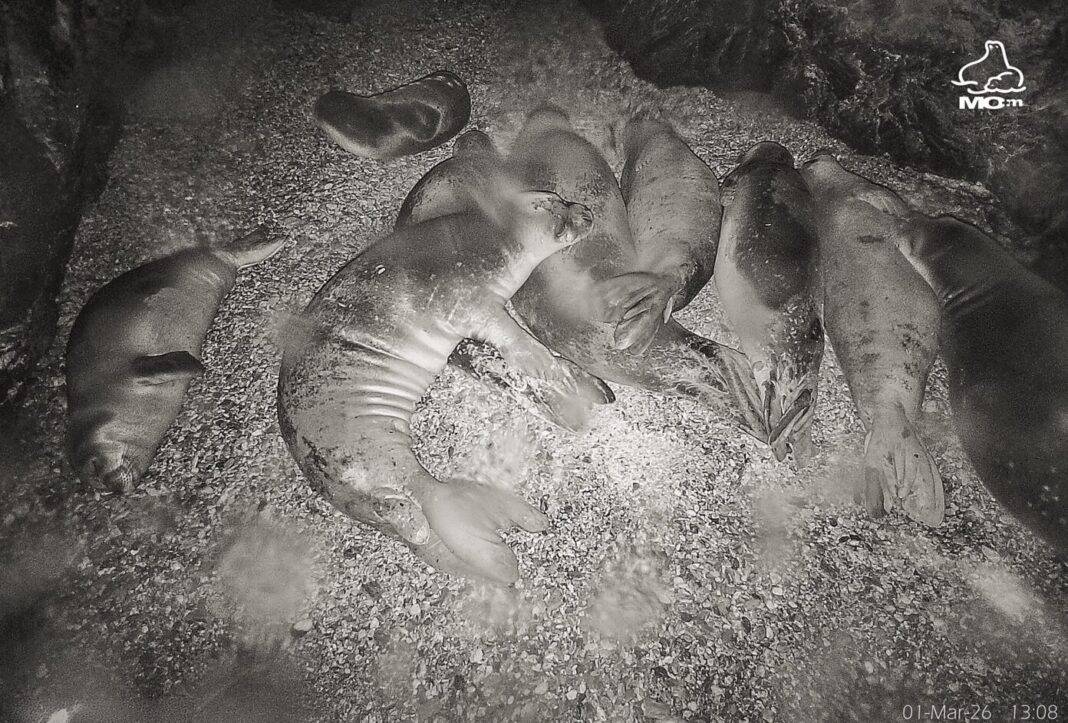 Εννέα φώκιες κοιμούνται γαλήνια σε θαλασσινή σπηλιά της Αλοννήσου Εννέα φώκιες κοιμούνται γαλήνια σε θαλασσινή σπηλιά της Αλοννήσου