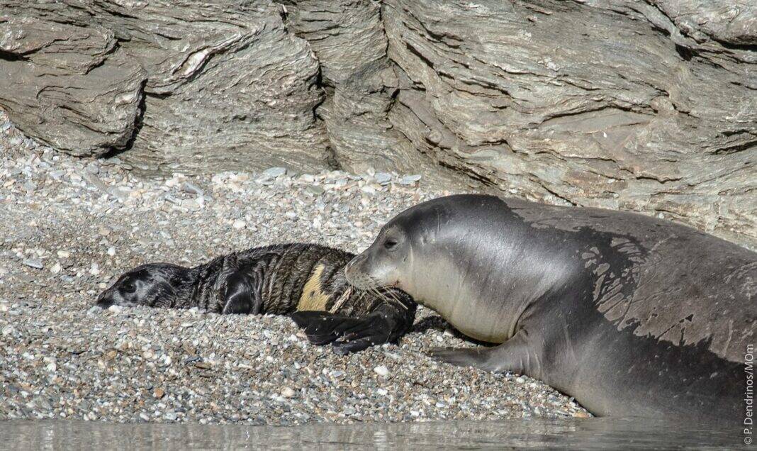 Ρεκόρ Γεννήσεων για τη Μεσογειακή φώκια Monachus monachus στην Ελλάδα το 2025 Ρεκόρ Γεννήσεων για τη Μεσογειακή φώκια Monachus monachus στην Ελλάδα το 2025