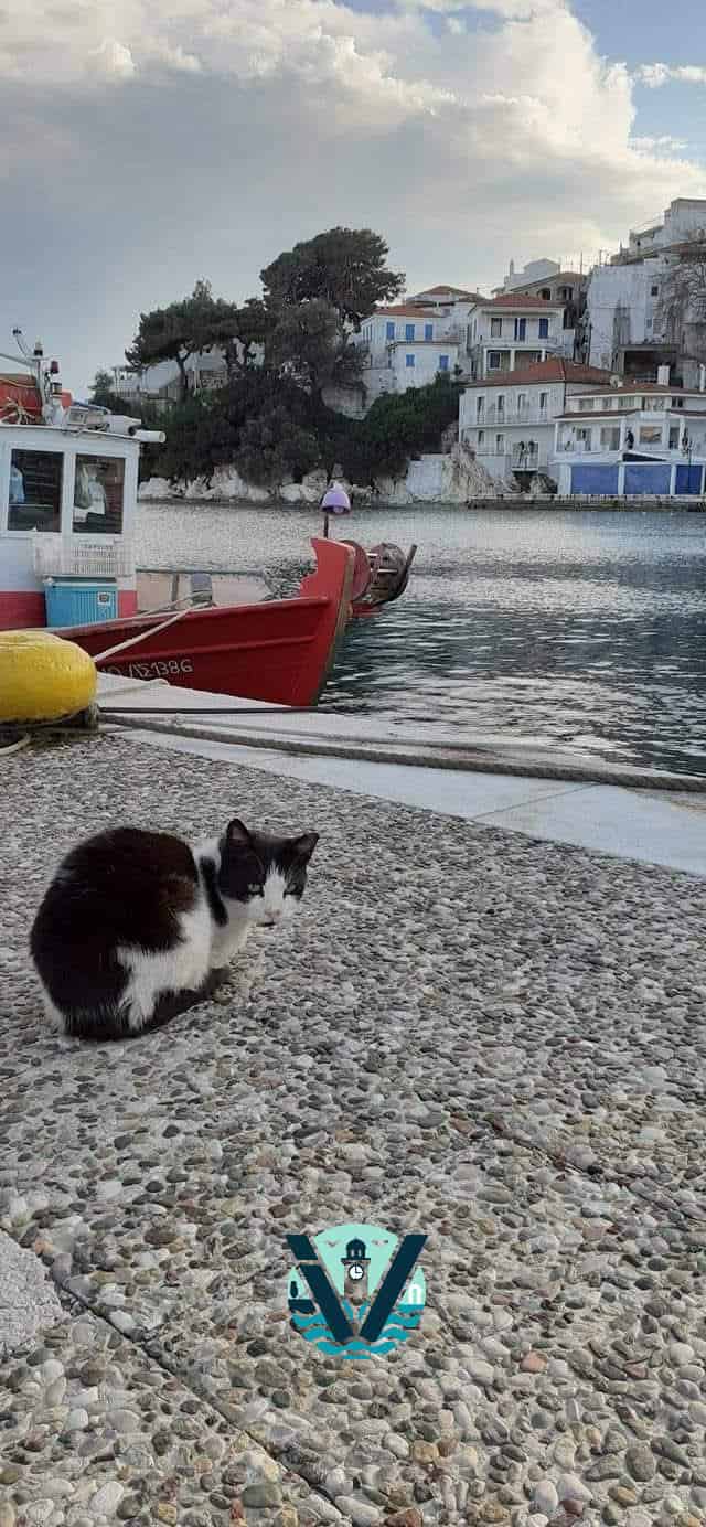 Οι γάτες της Σκιάθου: Οι σιωπηλοί πρωταγωνιστές του νησιού Οι γάτες της Σκιάθου: Οι σιωπηλοί πρωταγωνιστές του νησιού