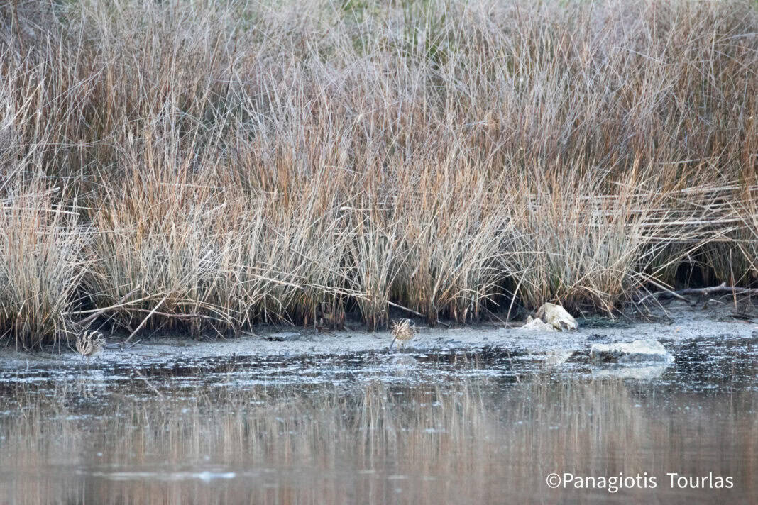 Το μπεκατσίνι (Gallinago gallinago, κοινό μπεκατσίνι) Το μπεκατσίνι (Gallinago gallinago, κοινό μπεκατσίνι)