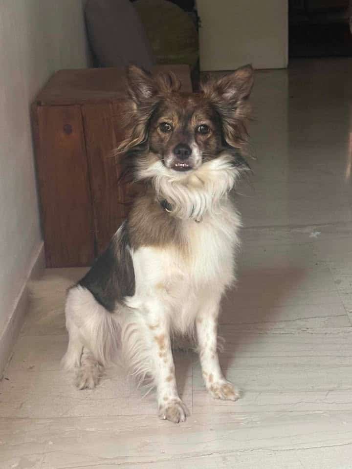 Χάθηκε σκύλος στη Σκιάθο – Έκκληση για βοήθεια Χάθηκε σκύλος στη Σκιάθο – Έκκληση για βοήθεια