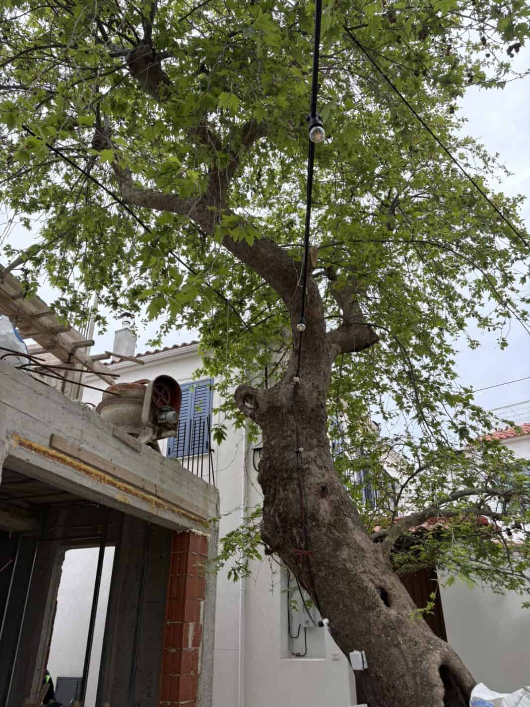 Σκιάθος: Αντιδράσεις για φημολογούμενη κοπή πλατάνου στην περιοχή Τσαλαβούτα Σκιάθος: Αντιδράσεις για φημολογούμενη κοπή πλατάνου στην περιοχή Τσαλαβούτα