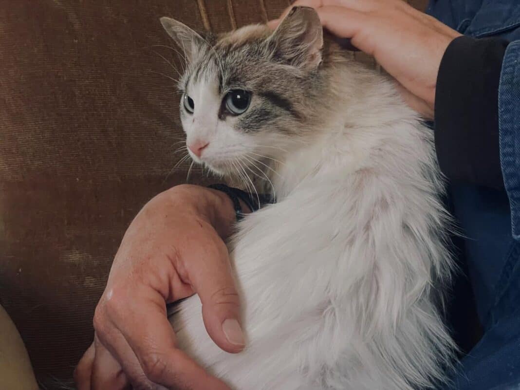 Έκκληση για βοήθεια: Αναζητείται μεταφορά για 1-2 γατάκια από Σκόπελο προς Αθήνα Έκκληση για βοήθεια: Αναζητείται μεταφορά για 1-2 γατάκια από Σκόπελο προς Αθήνα