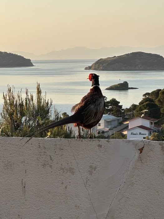 Δεν θα πιστέψετε ποιος απολαμβάνει το πρωινό της Σκιάθου! Δεν θα πιστέψετε ποιος απολαμβάνει το πρωινό της Σκιάθου!