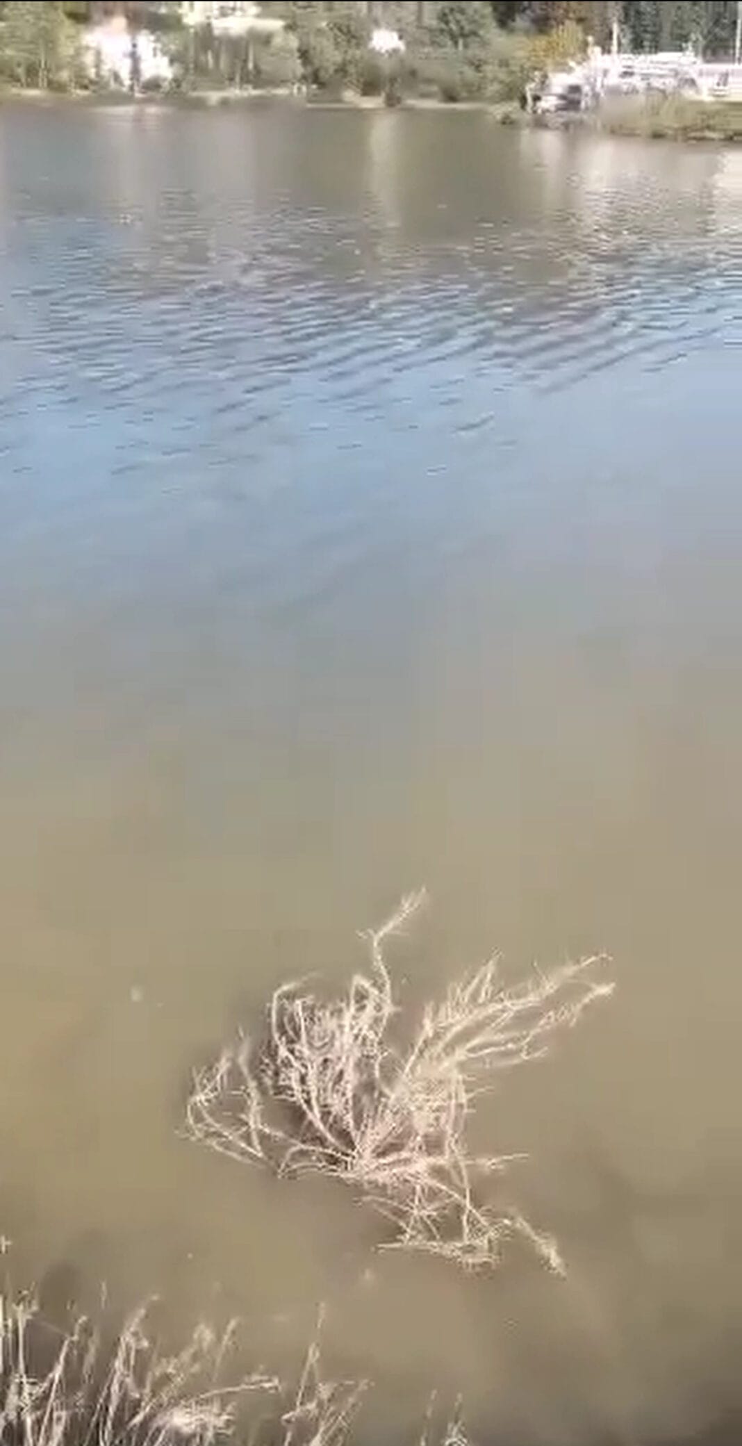 Ανησυχία για τη λίμνη του Άι Γιώργη: Καταγγελία για εκροή λυμάτων (video) Ανησυχία για τη λίμνη του Άι Γιώργη: Καταγγελία για εκροή λυμάτων (video)