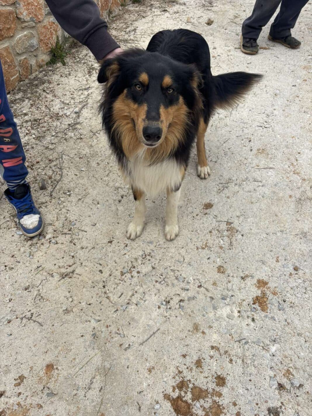 Βρέθηκε σκύλος στον Τρούλο – Αναζητείται ο ιδιοκτήτης του Βρέθηκε σκύλος στον Τρούλο – Αναζητείται ο ιδιοκτήτης του