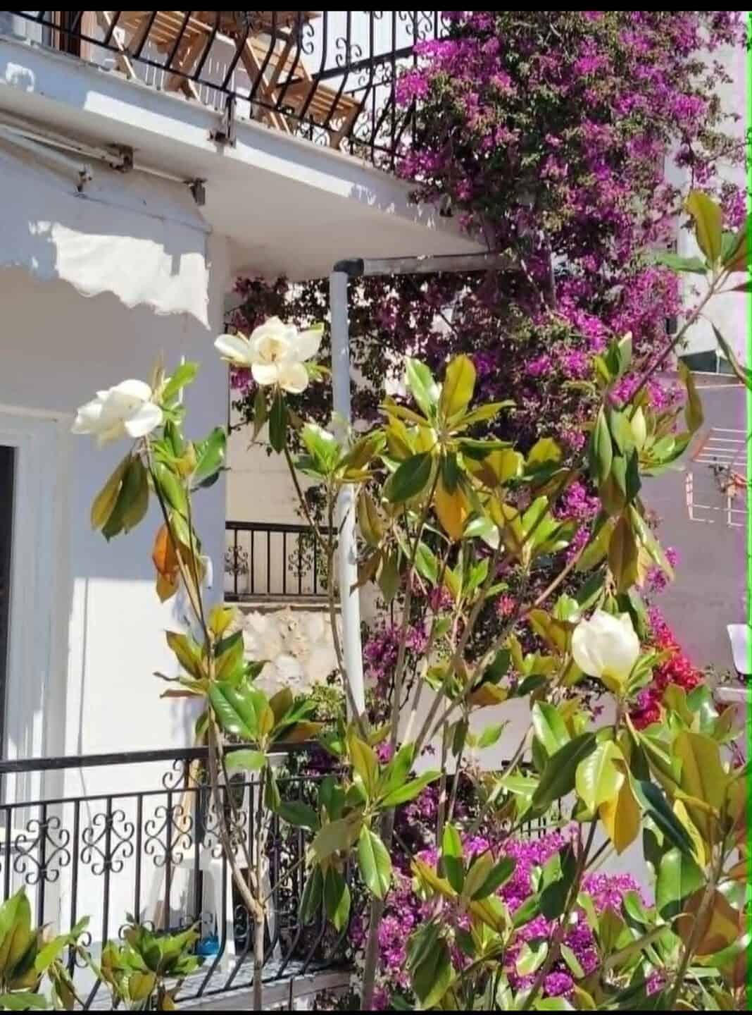 ΑΝΘΙΣΜΕΝΗ ΜΑΓΝΟΛΙΑ.. ΑΝΘΙΣΜΕΝΗ ΜΑΓΝΟΛΙΑ..
