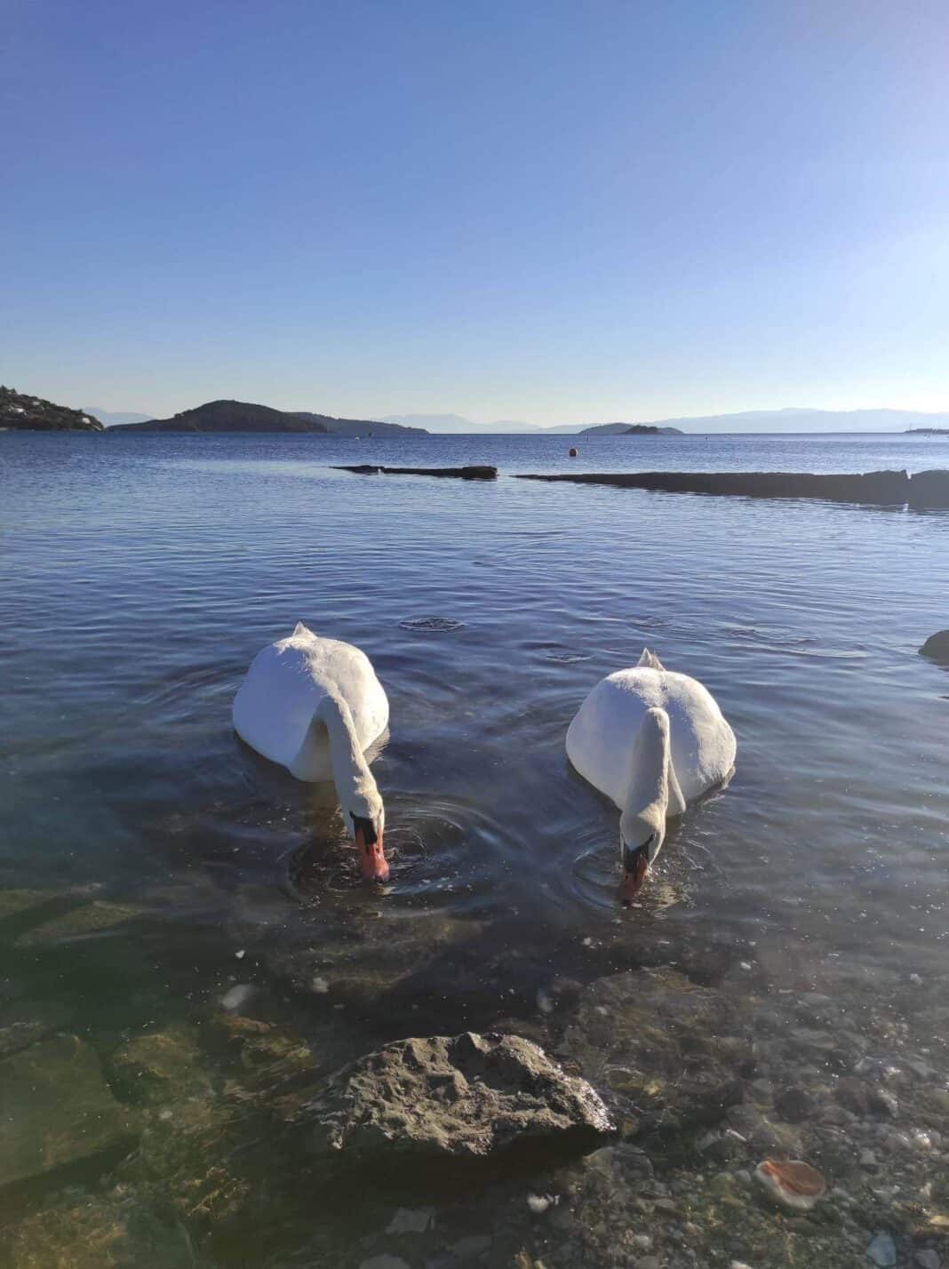 ΣΧΟΛΙΑ ΕΠΙΣΚΕΠΤΩΝ ΓΙΑ ΤΗ ΣΚΙΑΘΟ ΣΧΟΛΙΑ ΕΠΙΣΚΕΠΤΩΝ ΓΙΑ ΤΗ ΣΚΙΑΘΟ