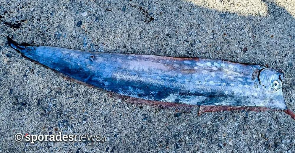 Εντυπωσιακό και εξαιρετικά σπάνιο «λοφόψαρο» μήκους ενός μέτρου πιάστηκε ανοιχτά της Σκοπέλου σε βάθος 500 μέτρων! Εντυπωσιακό και εξαιρετικά σπάνιο «λοφόψαρο» μήκους ενός μέτρου πιάστηκε ανοιχτά της Σκοπέλου σε βάθος 500 μέτρων!