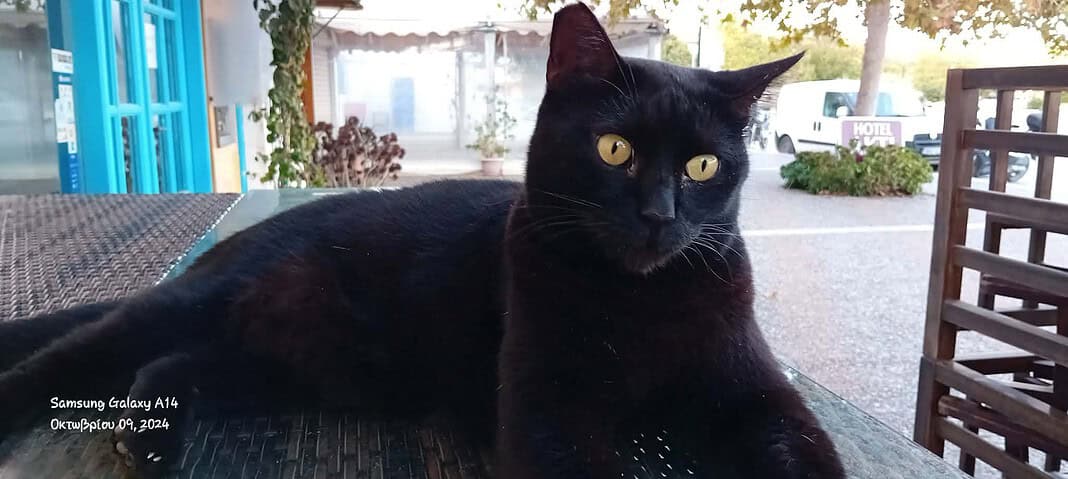 Αγωνία για τον γάτο που αγνοείται εδώ και πέντε ημέρες – Έκκληση για βοήθεια Αγωνία για τον γάτο που αγνοείται εδώ και πέντε ημέρες – Έκκληση για βοήθεια