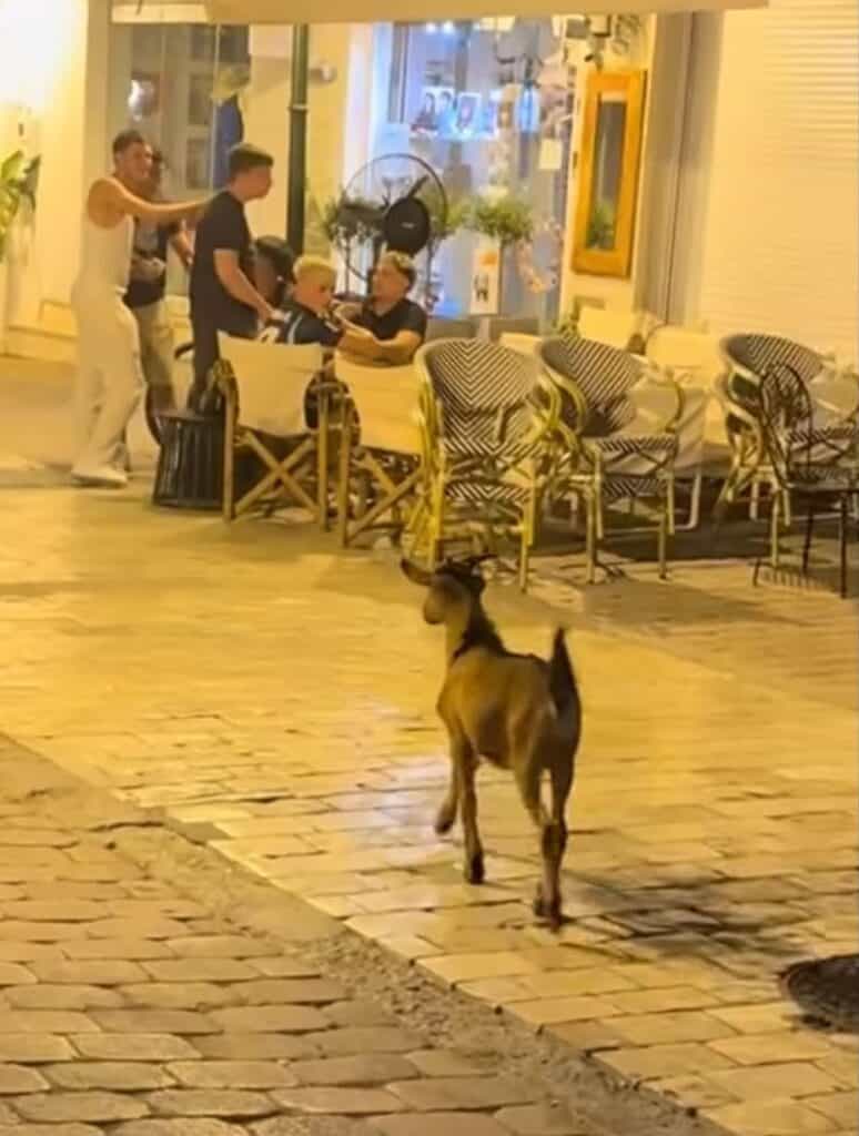 Το κατσίκι που έγινε viral στη Σκιάθο – Ο νέος… ξενύχτης της Παπαδιαμάντη! Το κατσίκι που έγινε viral στη Σκιάθο – Ο νέος… ξενύχτης της Παπαδιαμάντη!