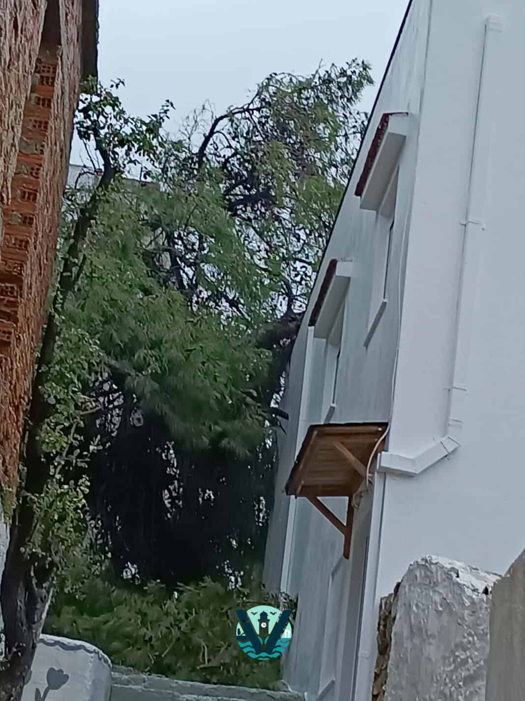 Σκιάθος: Έπεσε μεγάλο πεύκο πίσω από το παλιό Κέντρο Υγείας – «Είχαμε ενημερώσει Δήμο» Σκιάθος: Έπεσε μεγάλο πεύκο πίσω από το παλιό Κέντρο Υγείας – «Είχαμε ενημερώσει Δήμο»